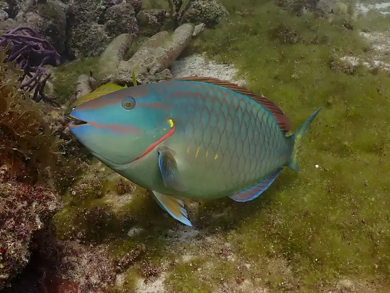 Stoplight parrotfish (Sparisoma viride)