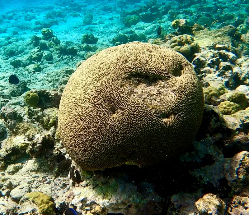 Symmetrical brain coral (Pseudodiploria strigosa)