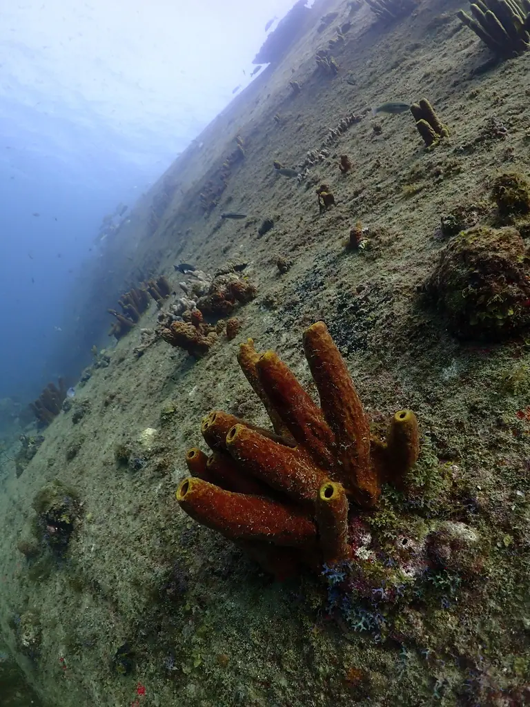 Yellow tube sponge (Aplysina fistularis)