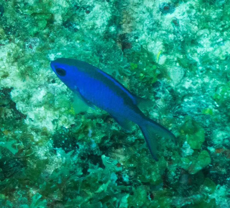 Blue chromis (Azurina cyanea)