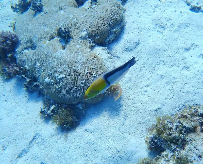 Yellowhead wrasse (Halichoeres garnoti)