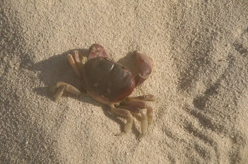 Blackback land crab (Hartnollius lateralis)