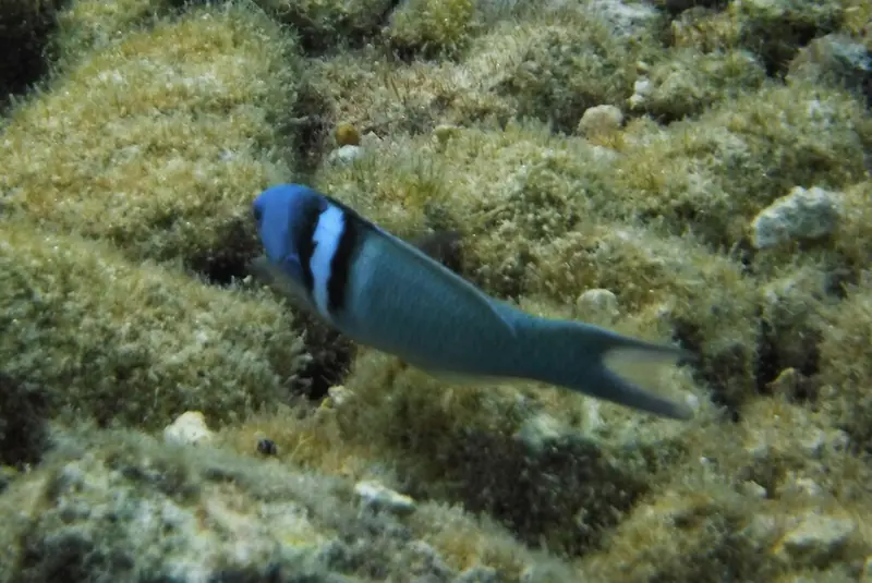 Caribbean bluehead wrasse (Thalassoma bifasciatum)