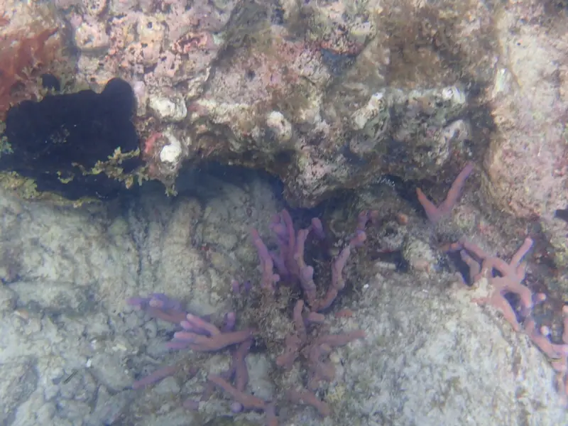 Row pore rope sponge (Aplysina cauliformis)