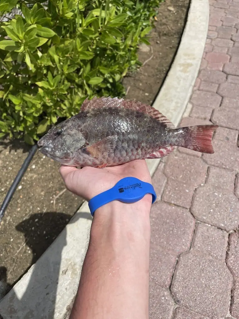Redtail parrotfish (Sparisoma chrysopterum)