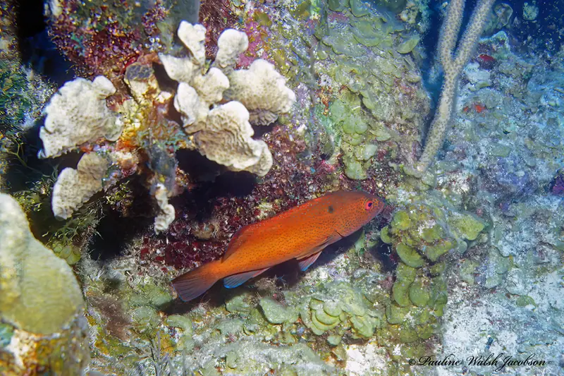 Coney (Cephalopholis fulva)