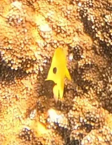 Threespot damselfish (Stegastes planifrons)