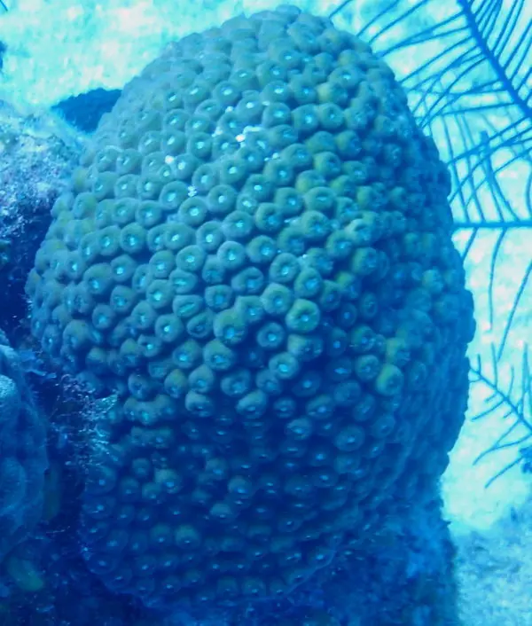 Greater star coral (Montastraea cavernosa)