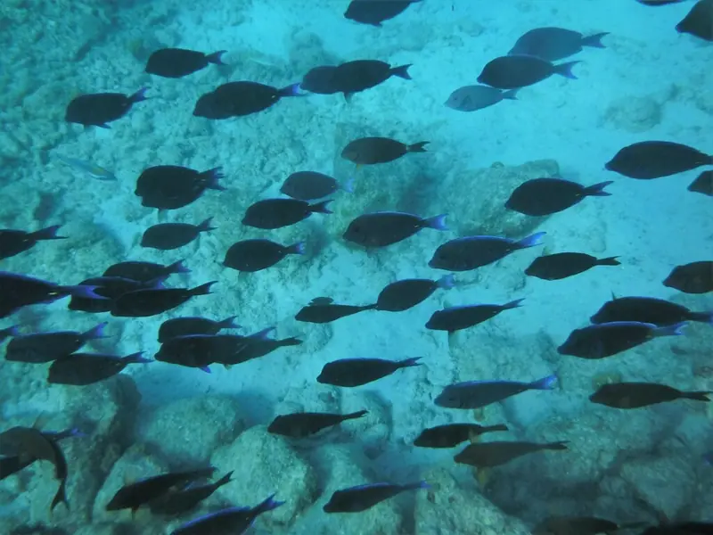 Atlantic blue tang (Acanthurus coeruleus)