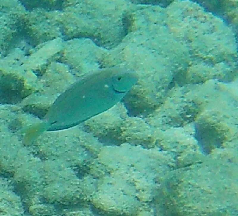 Caribbean ocean surgeonfish (Acanthurus tractus)
