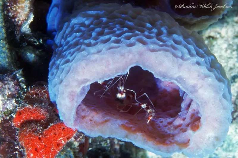 Azure vase sponge (Callyspongia plicifera)