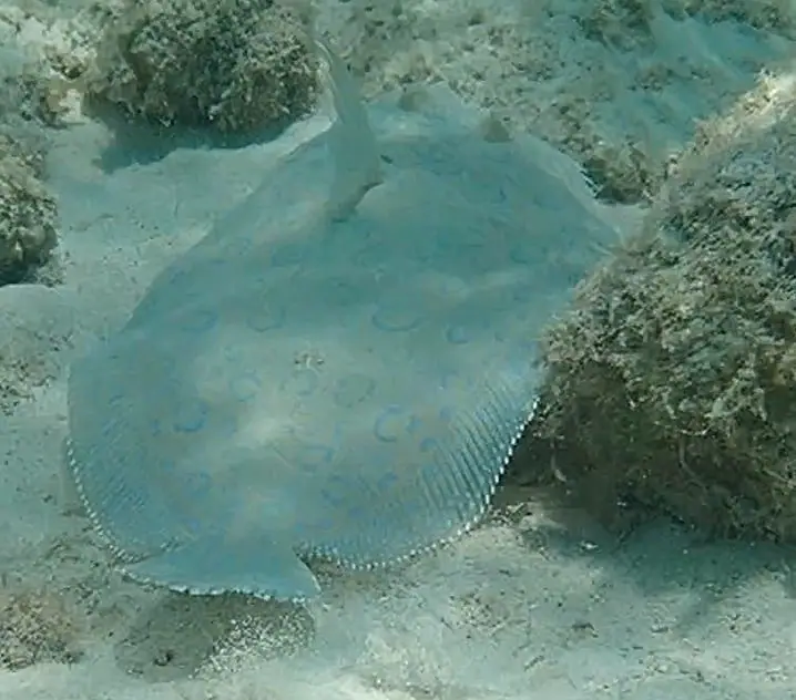 Atlantic peacock flounder (Bothus lunatus)