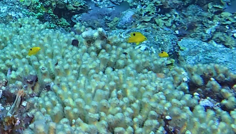 Threespot damselfish (Stegastes planifrons)