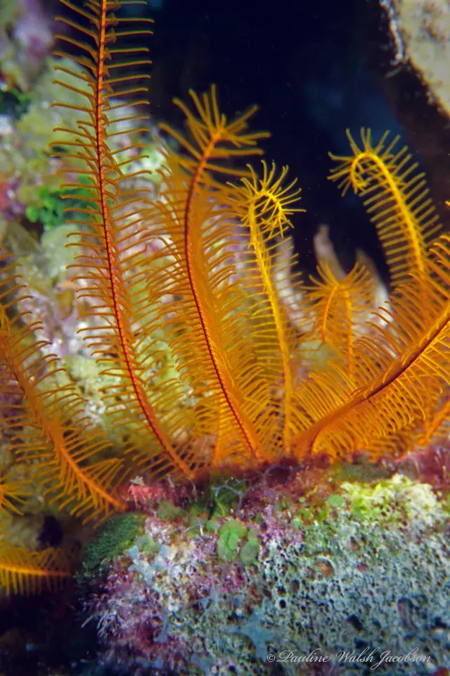 Golden crinoid (Davidaster rubiginosus)