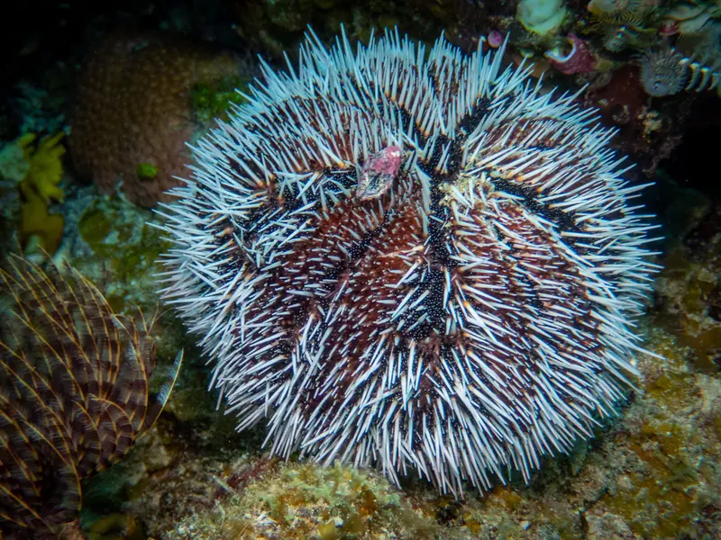 West indian sea egg (Tripneustes ventricosus)