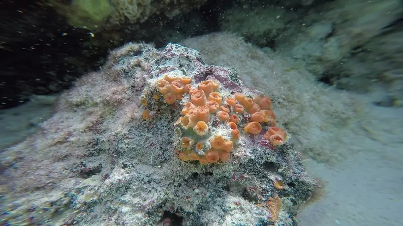 Orange cup coral (Tubastraea coccinea)
