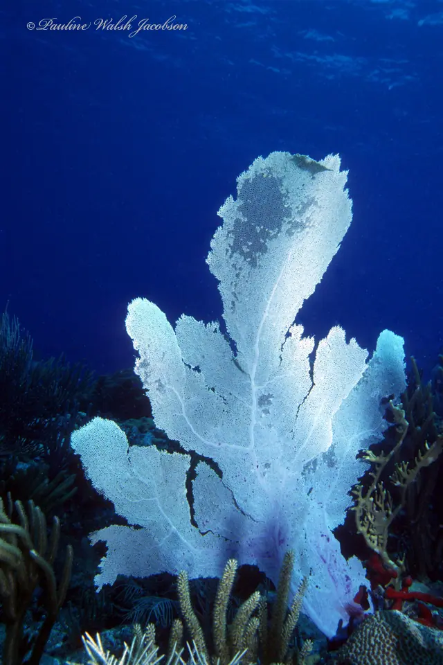 Purple sea fan (Gorgonia ventalina)
