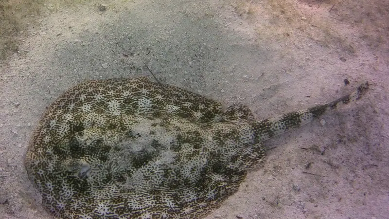 Yellow stingray (Urobatis jamaicensis)