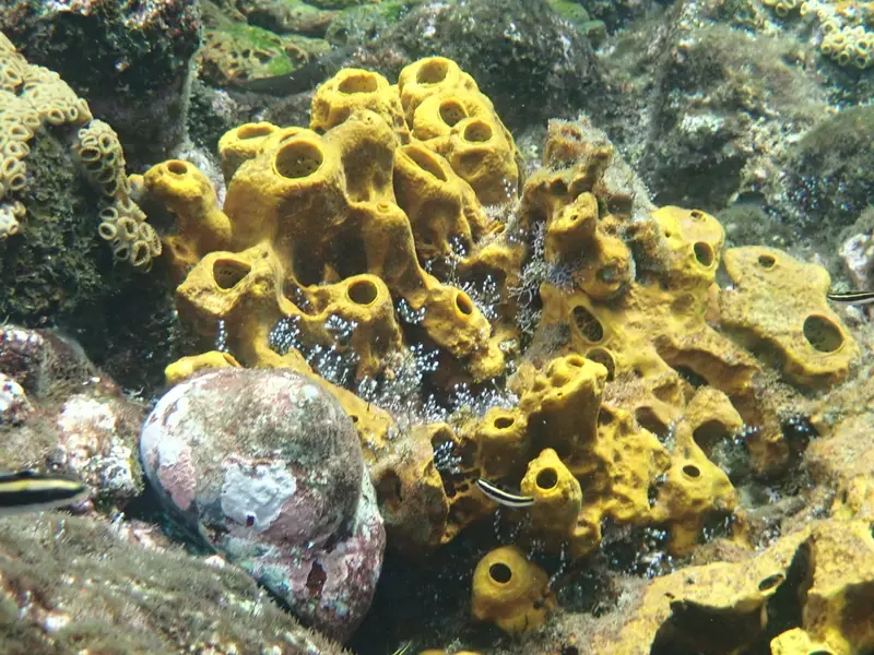 Yellow tube sponge (Aplysina fistularis)
