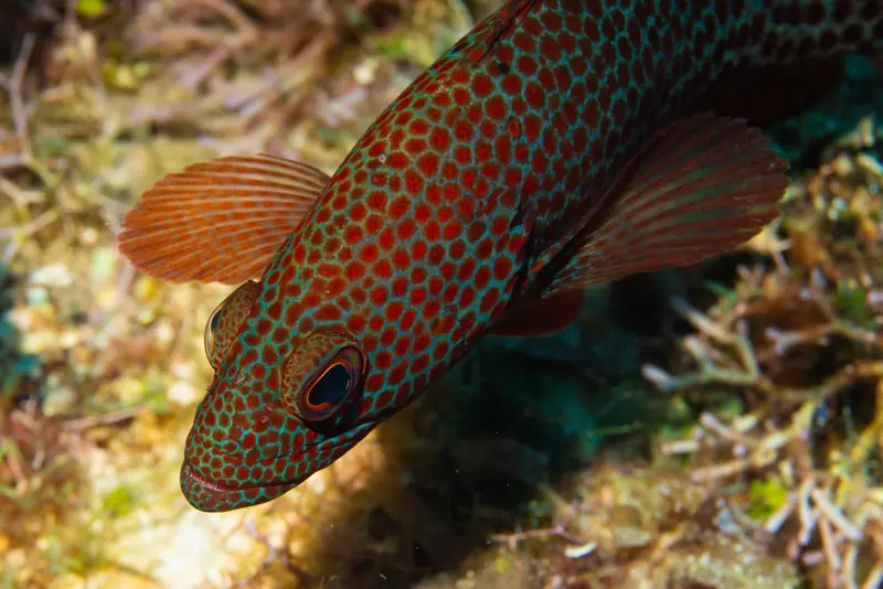 Graysby (Cephalopholis cruentata)