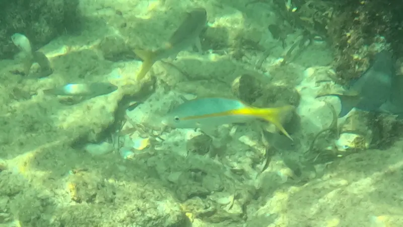 Yellowtail snapper (Ocyurus chrysurus)