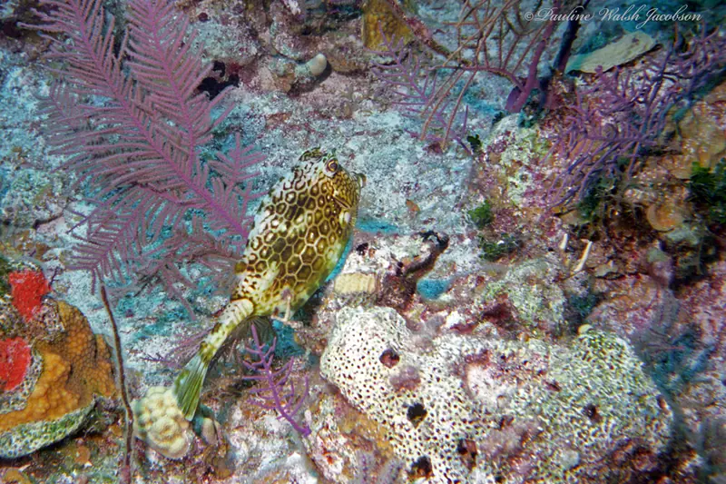 Honeycomb cowfish (Acanthostracion polygonium)