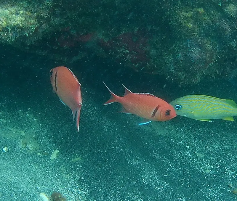 Blackbar soldierfish (Myripristis jacobus)