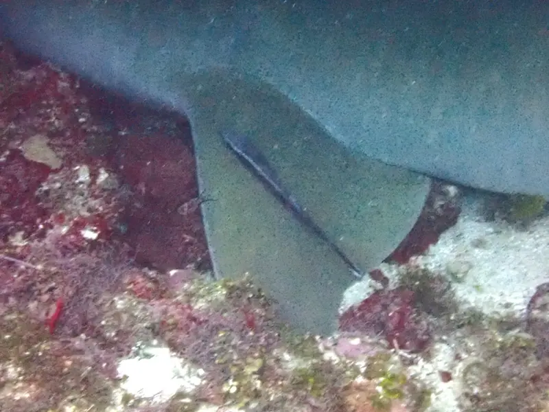 Sharksucker (Echeneis naucrates)