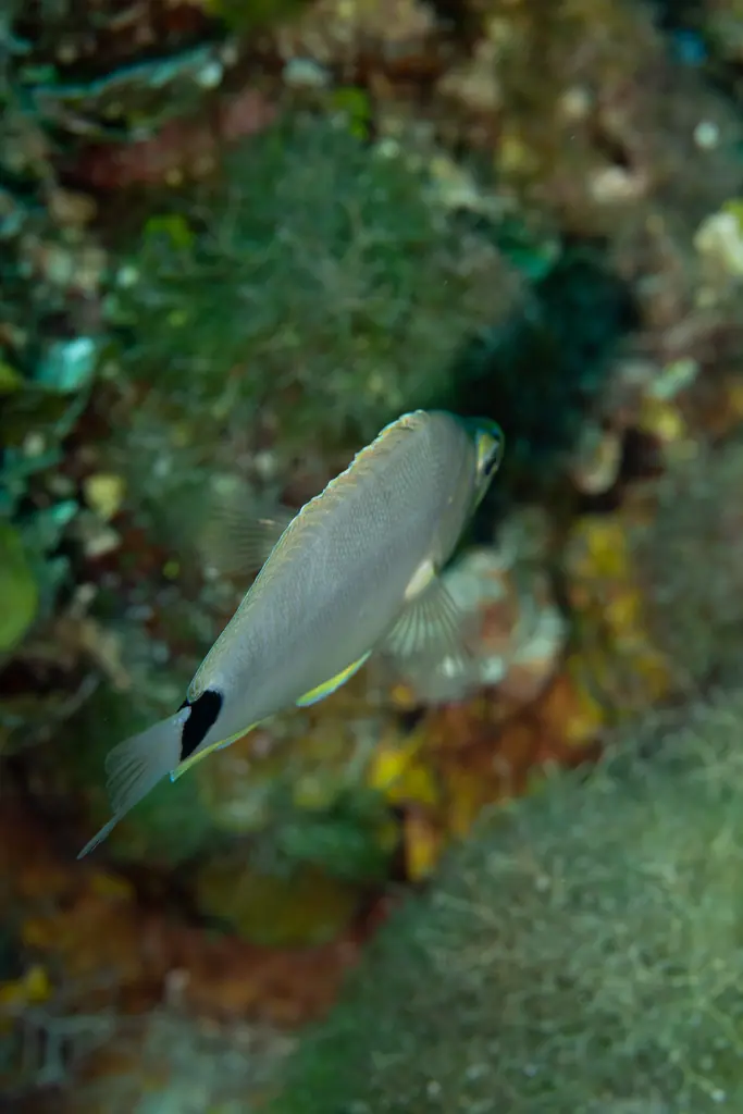 Butter hamlet (Hypoplectrus unicolor)
