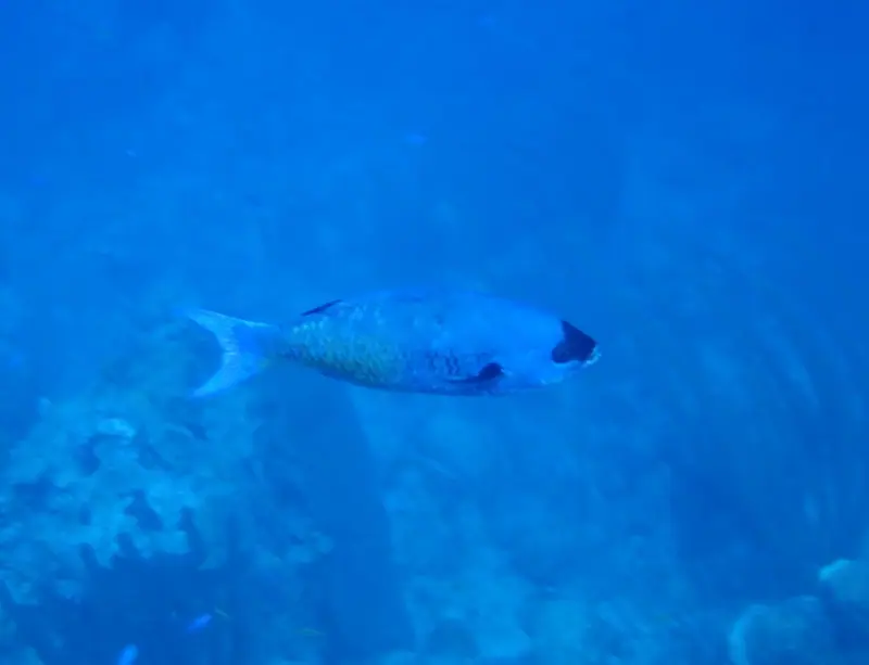 Creole wrasse (Bodianus parrae)