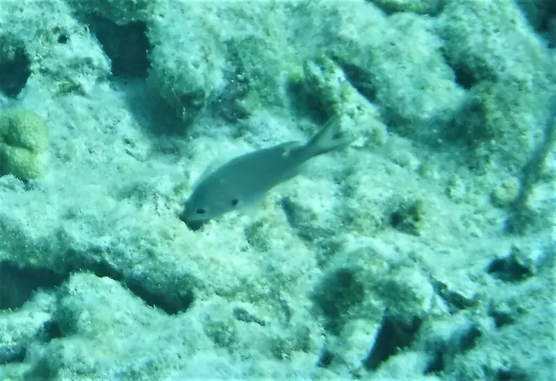 Brown chromis (Azurina multilineata)