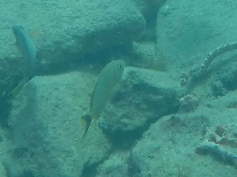 Bluestriped grunt (Haemulon sciurus)
