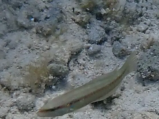 Slippery dick (Halichoeres bivittatus)