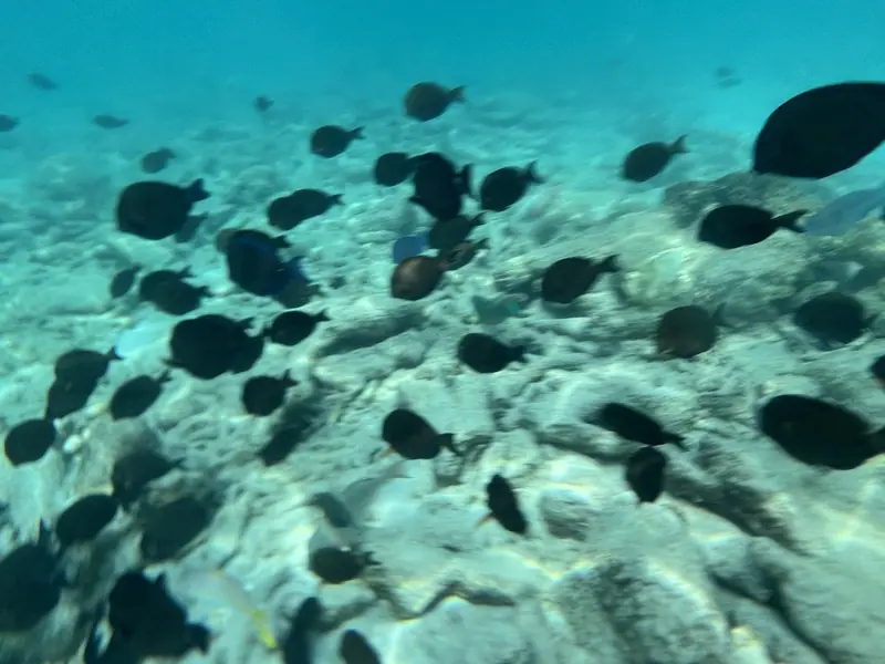 Atlantic blue tang (Acanthurus coeruleus)
