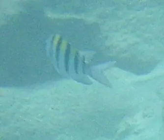 Atlantic sergeant major (Abudefduf saxatilis)