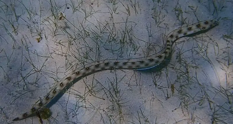 Goldspotted eel (Myrichthys ocellatus)