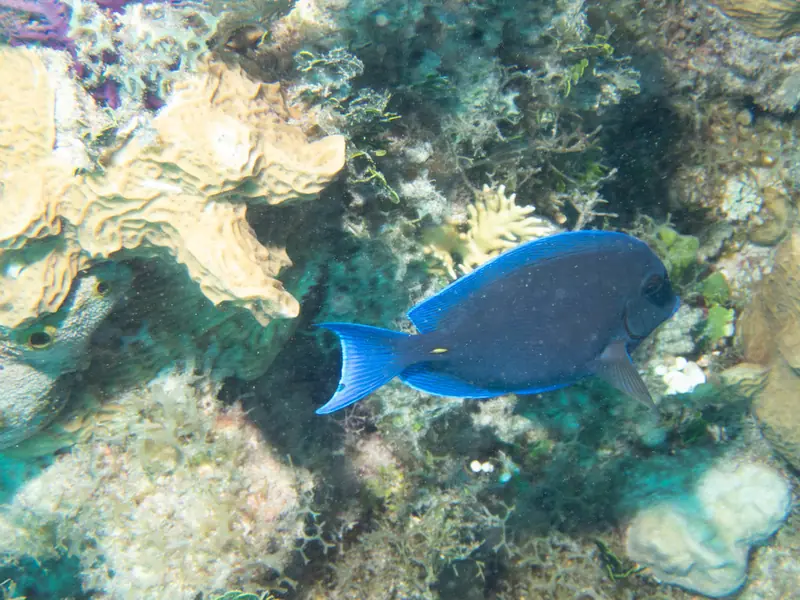 Atlantic blue tang (Acanthurus coeruleus)