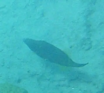 Orangespotted filefish (Cantherhines pullus)