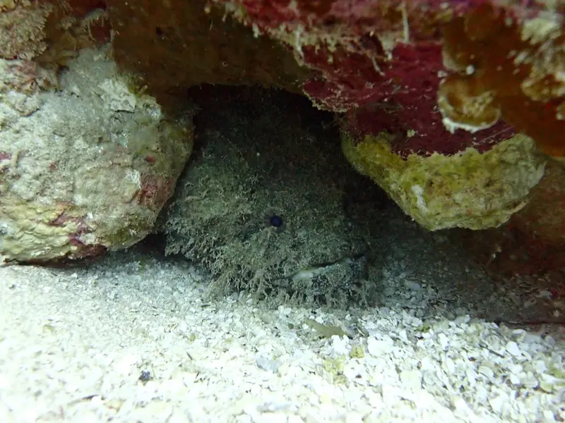 Bearded toadfish (Sanopus barbatus)