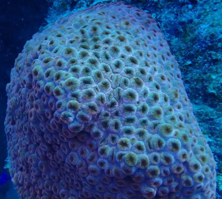 Greater star coral (Montastraea cavernosa)