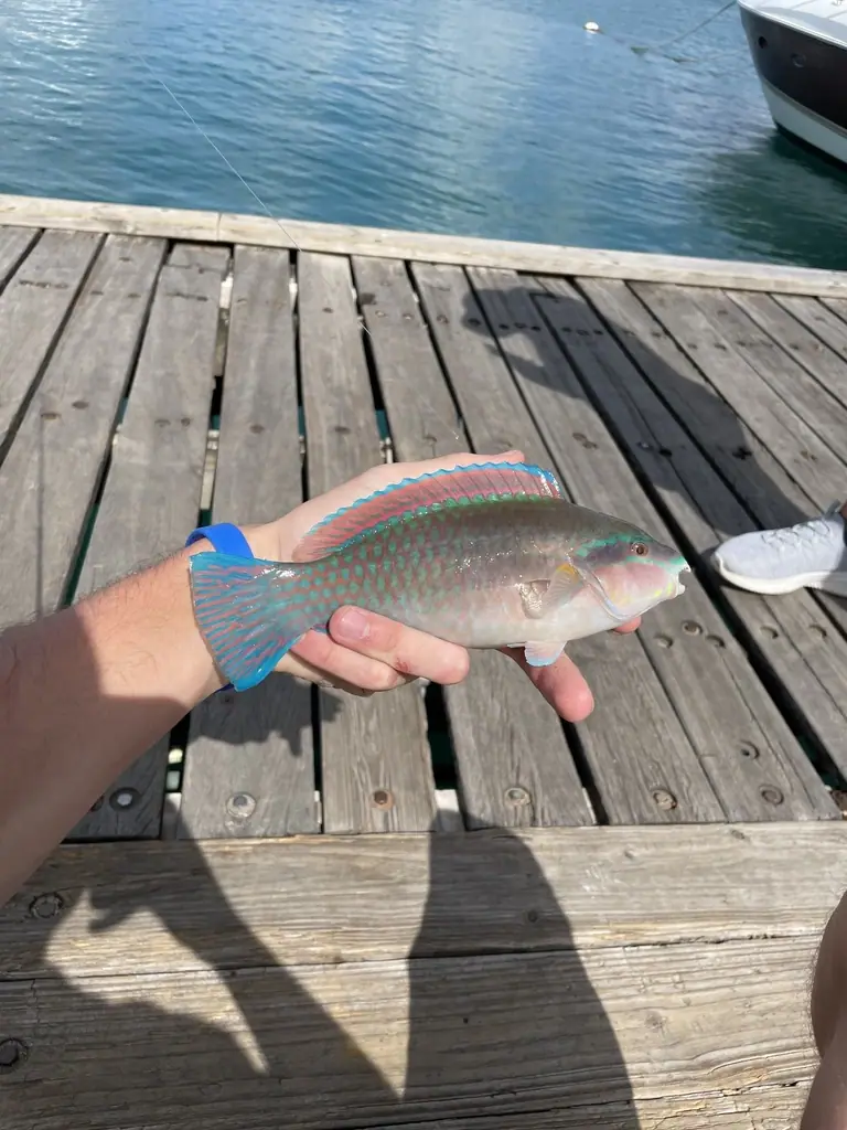 Striped parrotfish (Scarus iseri)