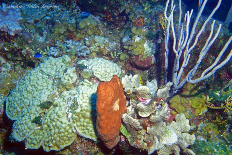 Lettuce coral (Agaricia agaricites)