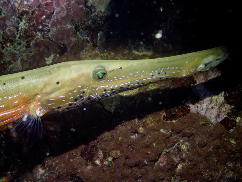 Western atlantic trumpetfish (Aulostomus maculatus)