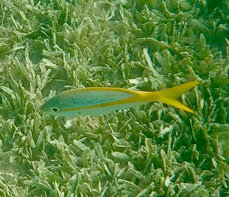 Yellowtail snapper (Ocyurus chrysurus)