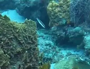 Caribbean bluehead wrasse (Thalassoma bifasciatum)