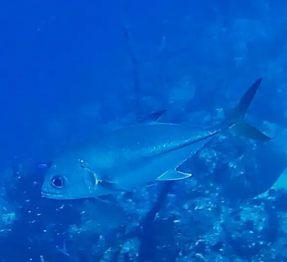 Horse-eye jack (Caranx latus)