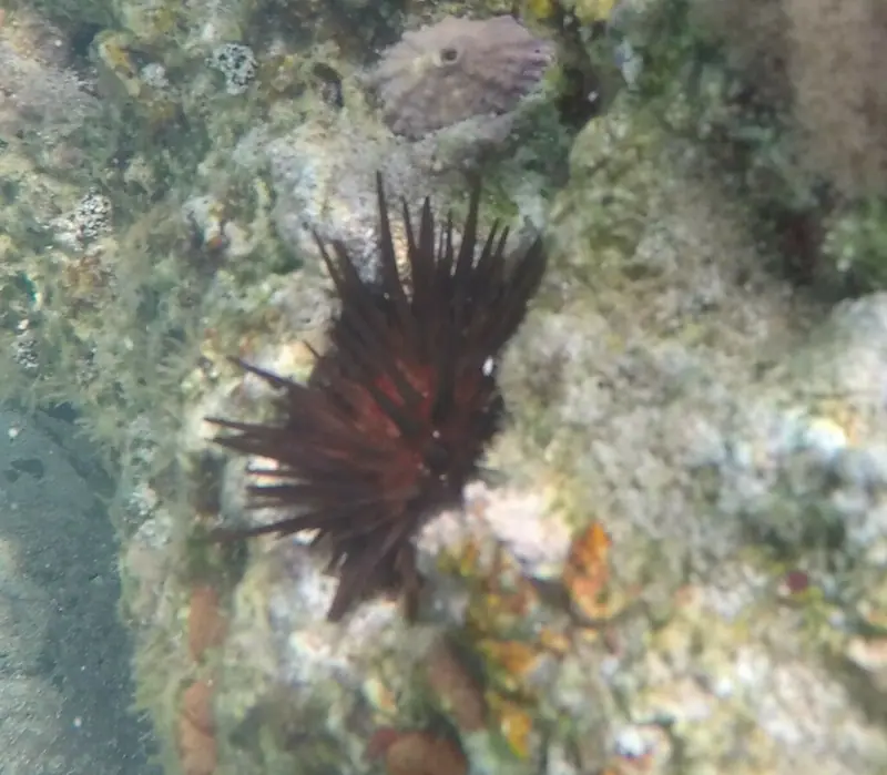 Atlantic rock-boring urchin (Echinometra lucunter)