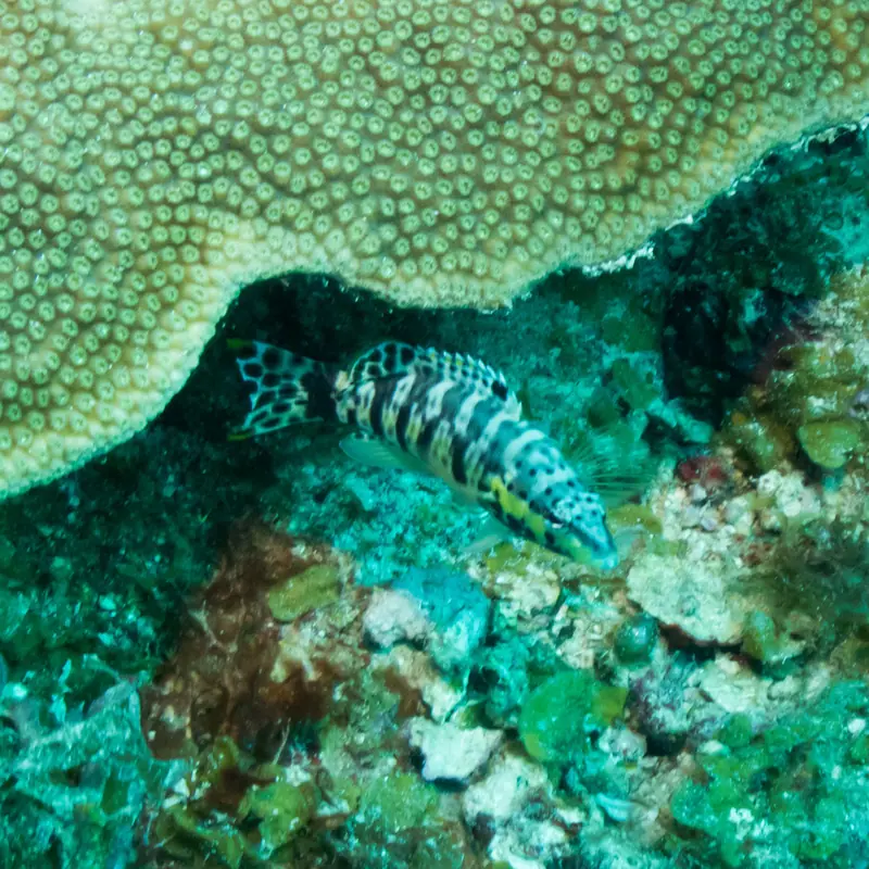 Harlequin bass (Serranus tigrinus)