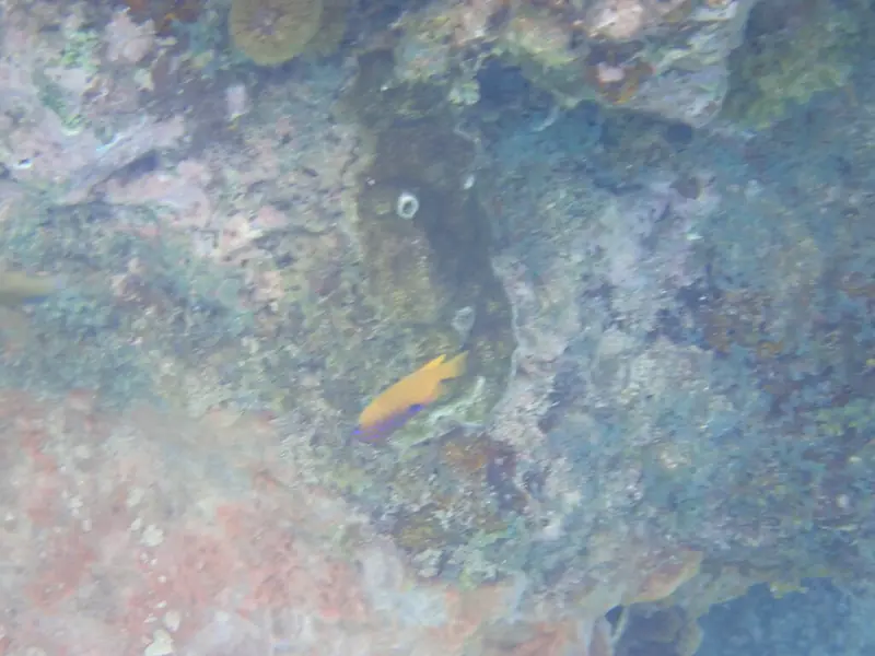 Longfin damselfish (Stegastes diencaeus)