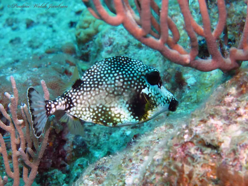 Smooth trunkfish (Lactophrys triqueter)